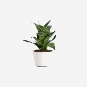 سانسوریا پا کوتاه